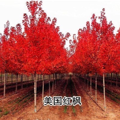 美国红枫树苗四季红日本红枫树中国红枫红舞姬盆栽庭院绿化行道树图片