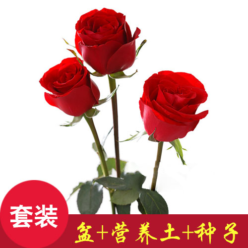 Ëļ¾ÖÖÒ×»îºìõ¹å»¨ÖÖ×ÑÂÌֲͥԺÊÒÄÚÅèÔÔ»¨»ÜÖÖ×ÓÑǫ̂¿ª»¨²»¶Ï