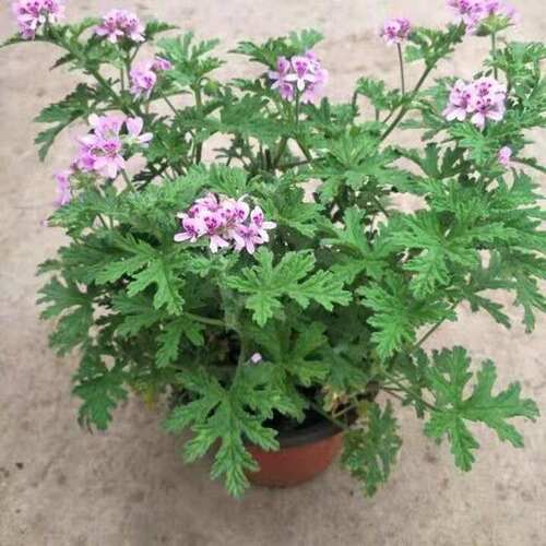 驱蚊草盆栽花卉室内外庭院