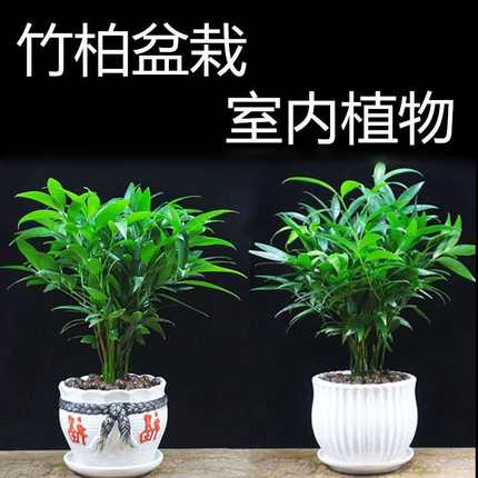 竹柏盆栽植物室内客厅绿植四季常青好养竹柏苗夏季驱蚊植物