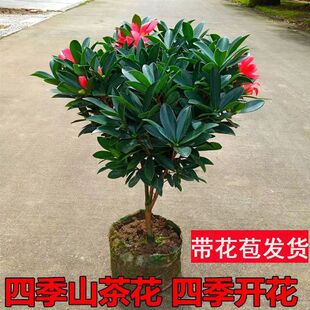 四季杜鹃茶盆栽带花苞山茶花新品种花卉树苗四季开花阳台庭院茶花