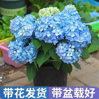 绣球花苗植物无尽夏好养的花四季开花不断盆栽花卉植物室内易养活