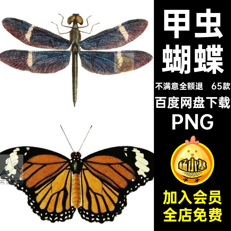 科学科普插图PNG65甲虫免经典昆虫蜜蜂科普插画手绘蜻蜓个65款