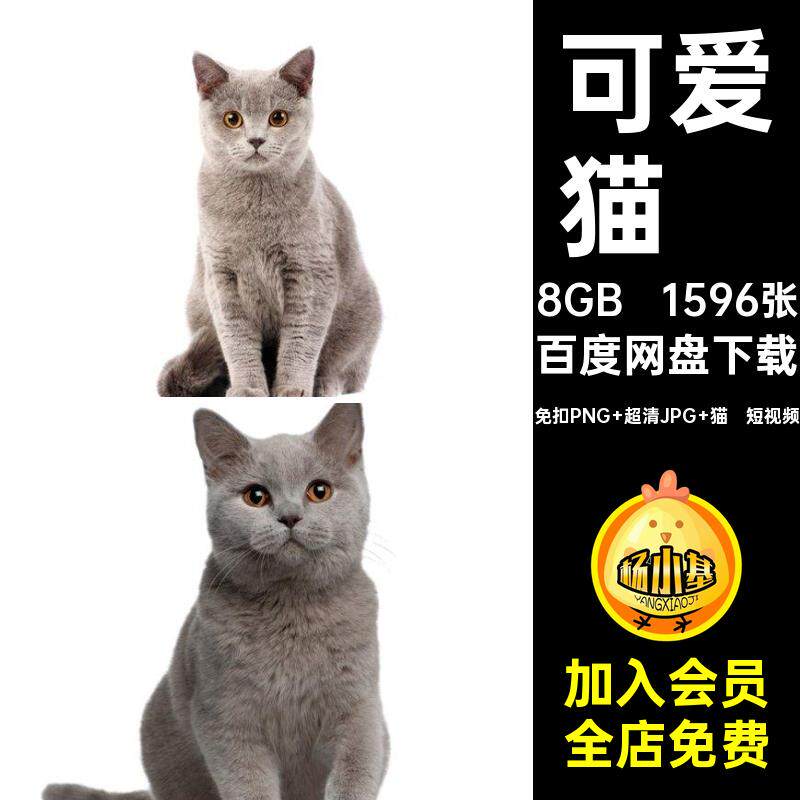 1596张杂志图片海报4K高清小免扣PNG图库画册宠物可爱猫咪动物