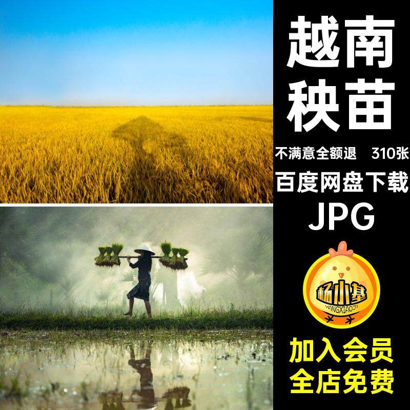 310张黄水秧苗插金图片稻穗收割越南高清农民梯田摄影丰JPG谷稻田