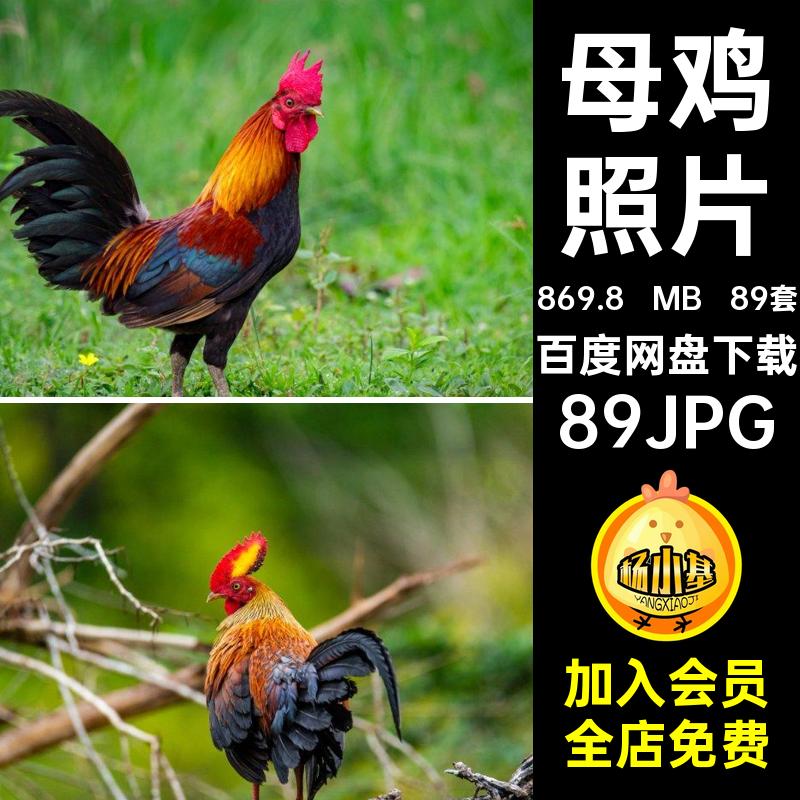 公鸡照片89JPGjpg高清高清母鸡养鸡图片jpg乡村89套养鸡jpg公鸡