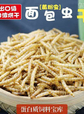 面包虫黄粉虫蛋白虫鸡吃的虫子