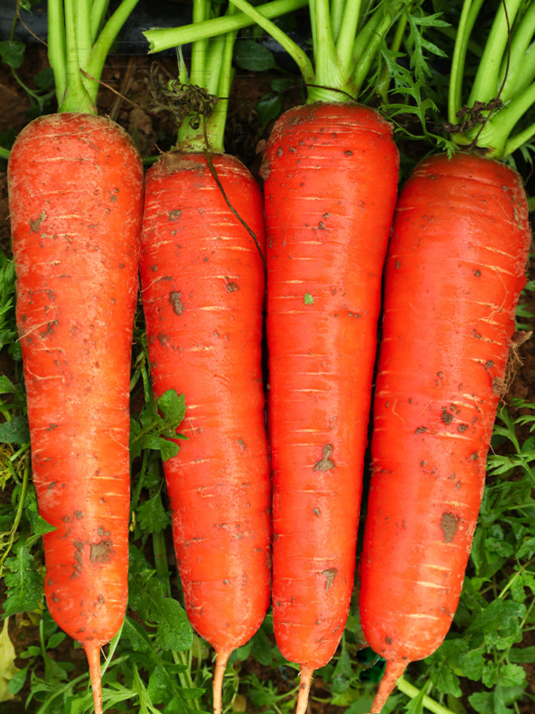 河南-新鲜胡萝卜生吃脆甜水果胡萝卜现挖新鲜带泥红萝卜