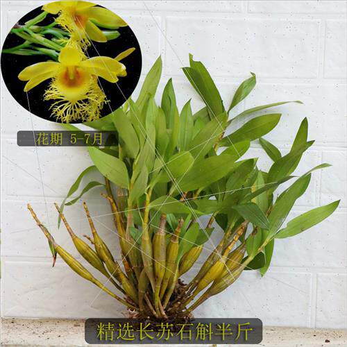 长苏石斛丛苗 又名小鼓槌石斛 兰花卉盆栽 观赏盆栽盆景吊兰包邮