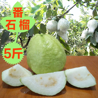 广西特产5斤包邮当季珍珠番石榴芭乐水果新鲜低糖硬脆巴乐潘石榴