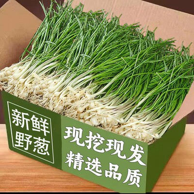 湖南新鲜野葱野菜现挖小根蒜胡葱沙葱当季麻阳香葱苦非藠头包邮发