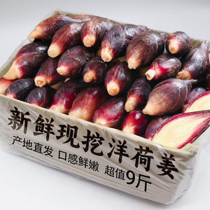 包邮新鲜阳荷野生洋菏新鲜洋荷姜蔬菜洋霍阳合姜洋火蘘荷洋河9