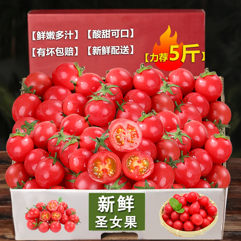 现摘正宗圣女果新鲜小番茄5斤水果当季蔬菜自然熟西红柿生吃番茄1