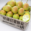 應季 紅香酥梨梨子9斤新鮮水果當應季 整箱香梨 包郵 5斤青雪酥梨現季