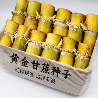 新鲜现挖黄金甘蔗种苗精选品质当季水果农家自种盆栽甘蔗种植苗籽