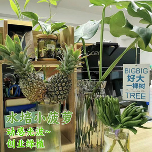 水培小菠萝植物香蕉鲜切食用室内客厅办公室百搭水养花卉观果绿植