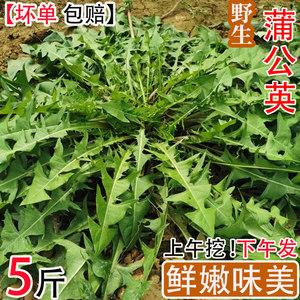 现挖蒲公英野生新鲜5斤鲜货