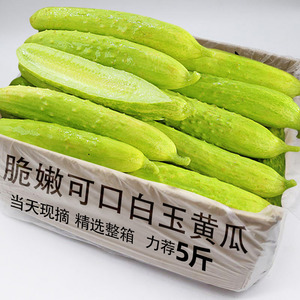 正宗白玉黄瓜5斤吃脆嫩鲜
