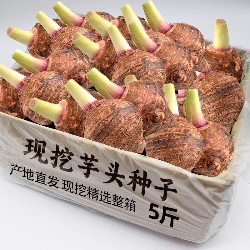广西荔浦大芋头种种植苗栽培育苗种籽农家育苗产地直发毛芋头包邮