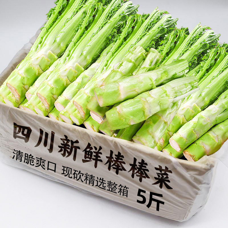 四川特产菜苔新鲜棒菜9斤青笋棒棒青菜芥菜笋子老壳菜 青菜头包邮