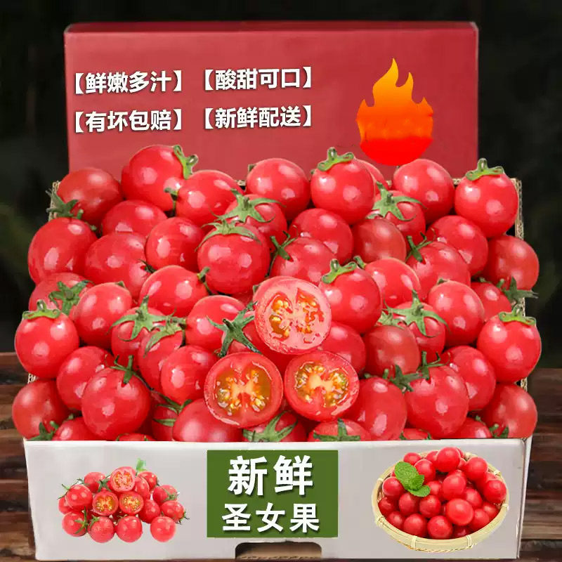 现摘正宗圣女果新鲜小番茄水果当季蔬菜自然熟西红柿生吃番茄包邮