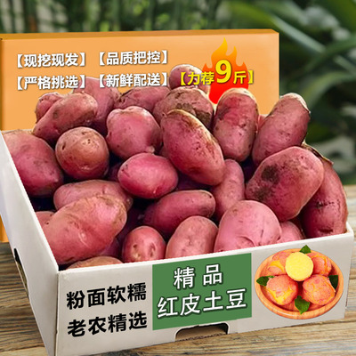 2025新鲜云南红皮黄心力荐9斤