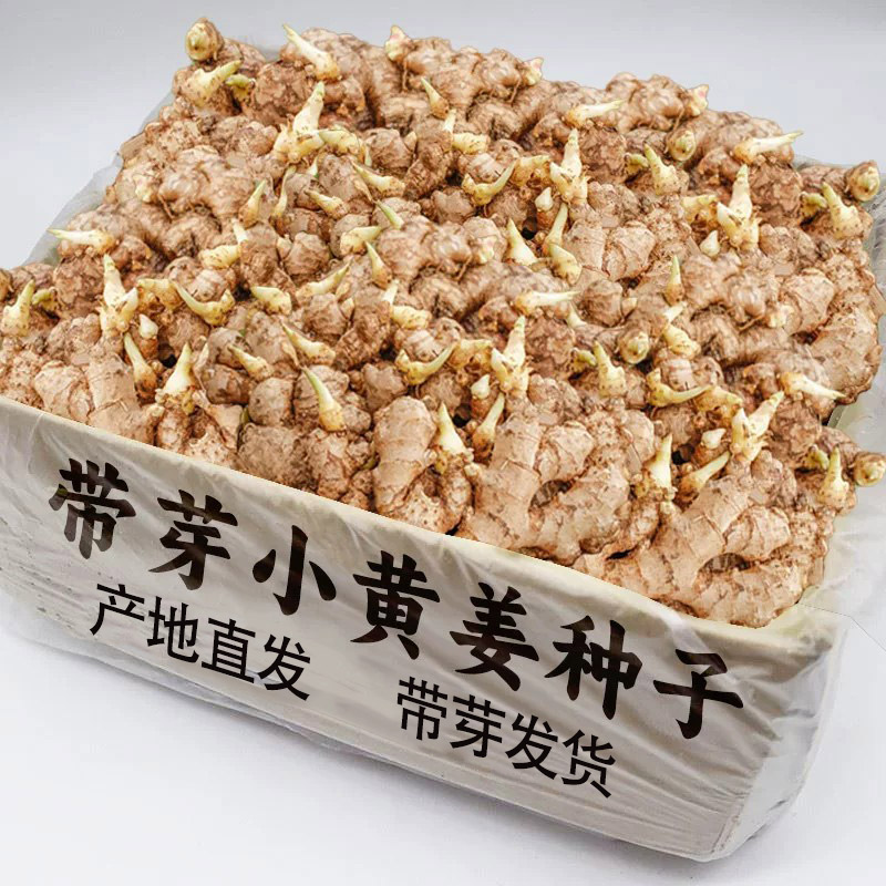 云南本地正宗罗平小黄姜种植苗姜种籽老姜带芽非大生姜种子黄姜芽