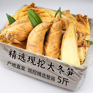 临安冬笋新鲜现挖5斤浙江天目山野生毛竹笋春笋正宗鲜笋黄泥笋邮3