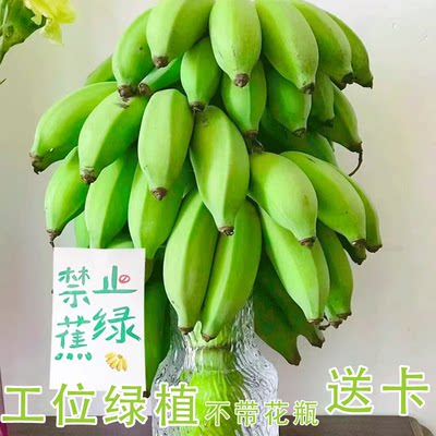 禁止蕉绿水养小香蕉8斤一整串