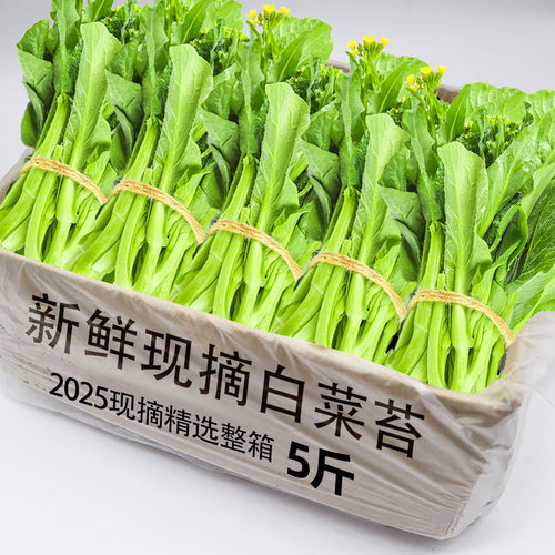 2025新鲜现摘白菜苔力荐5斤装精选品新鲜现摘白菜心农家自种包邮1