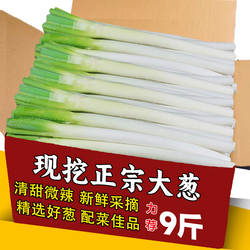 山东章丘大葱新鲜特级9斤正宗甜脆铁杆大葱特产蔬菜5斤鲜香红葱头