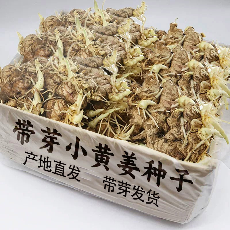 姜种带芽姜种子种植苗正宗云南本地小黄姜种发芽生姜种盆栽种生姜