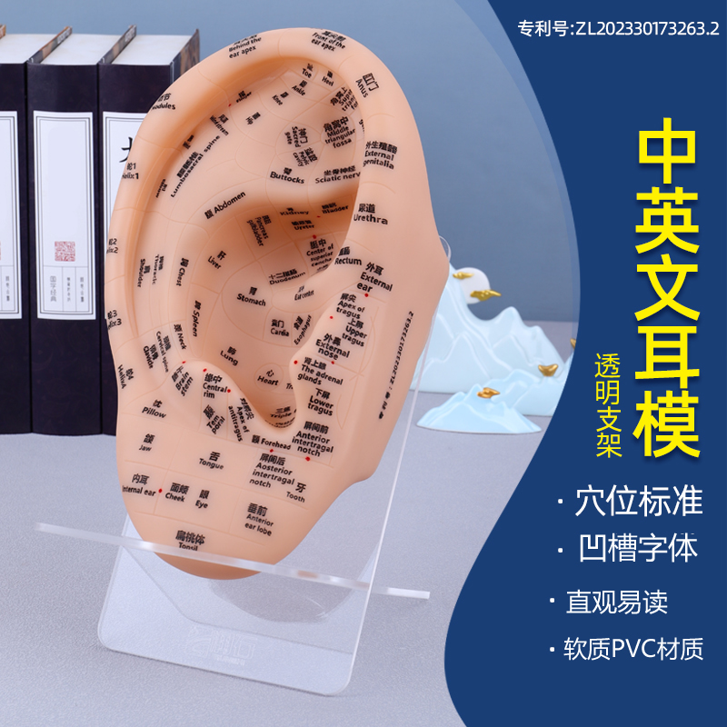 16551特大号新国标耳穴模型