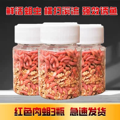 包邮鲜活红蛆肉蛆钓鱼活饵溪流石斑马口鲫鱼水库牙子水库饵料野钓
