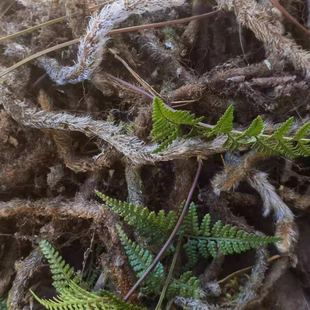 白毛蛇根中草药材阴石蕨石蚕老鼠尾白毛骨碎补石奇蛇祈石龙根岩蚕