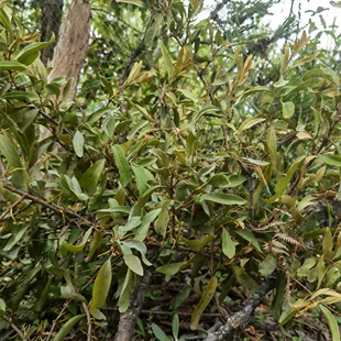 云南山区正宗松树寄生草茶现採带松枝新鲜鲜枝晒干原生态散装本草