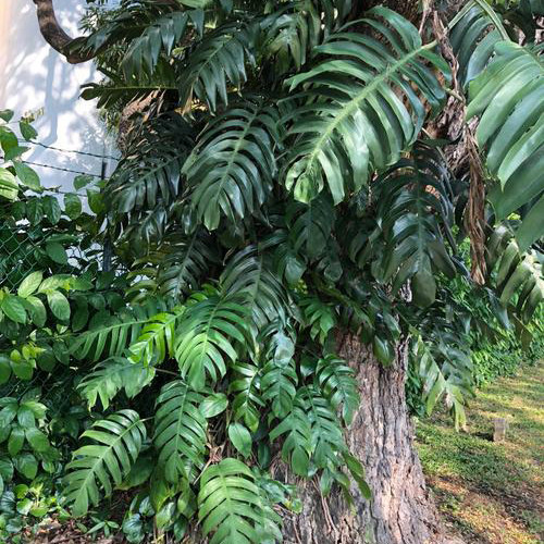 麒麟尾盆栽室内爬藤绿植净化空气大型观叶绿植四季常绿吸甲醛