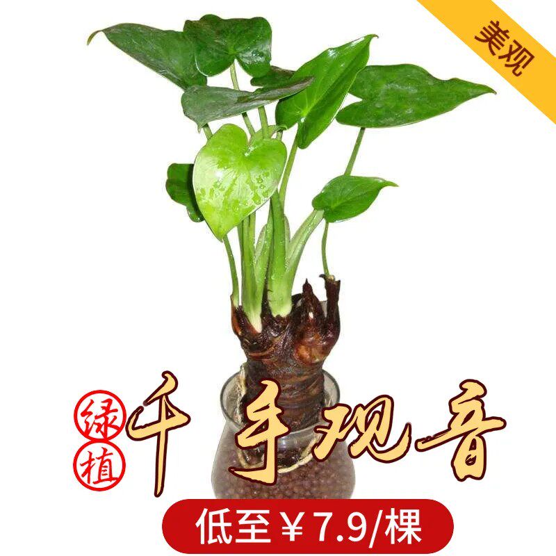 千手观音滴水观音绿色观叶盆栽 客厅室内水培植物净化空气 吸甲醛