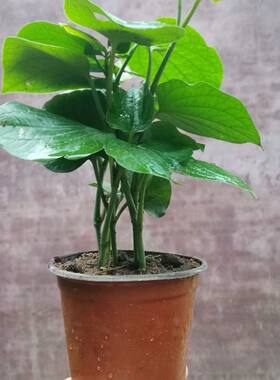 蛤蒌苗假蒌苗假蒟苗培育盆发货带根带蒌叶苗青蒌苗臭蒌野菜蛙捞