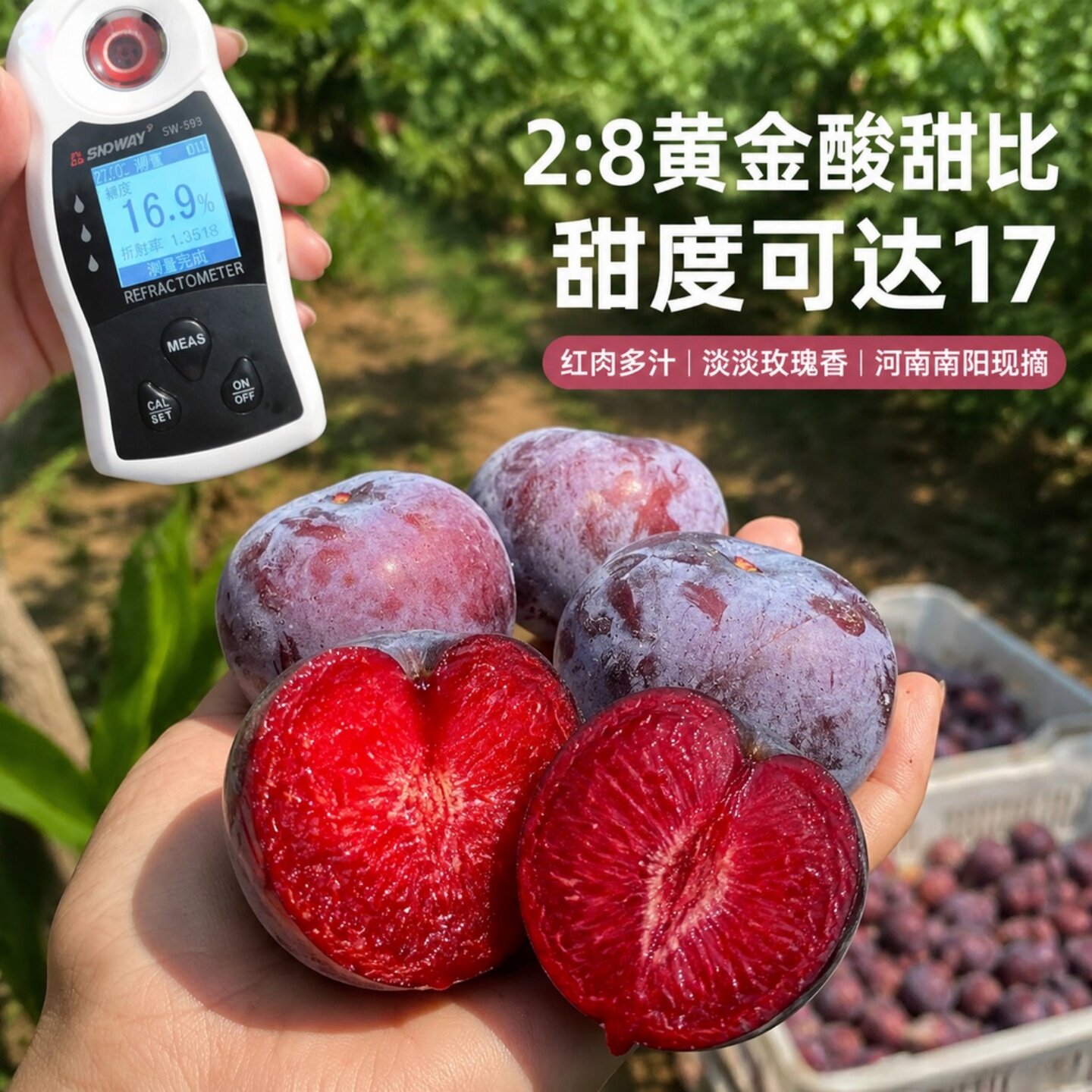 南阳玫瑰李红心五月脆甜新鲜水果黑布林大李子恐龙蛋孕妇现摘现发