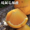 云南花斑果冰糖橙正宗玉溪哀牢山新鲜水果橙子手剥橙薄皮老树甜橙