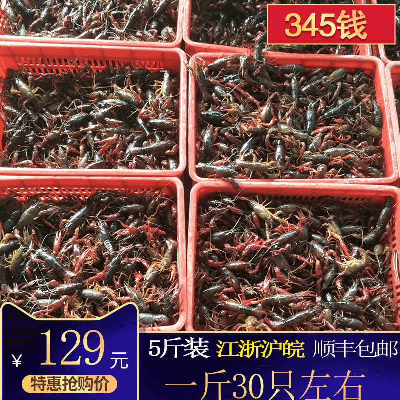 清水鲜活批发淡水虾龙虾
