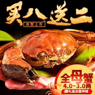 【红膏大母】大闸蟹螃蟹鲜活现货3.0-4.0两全母10只河蟹礼盒包邮
