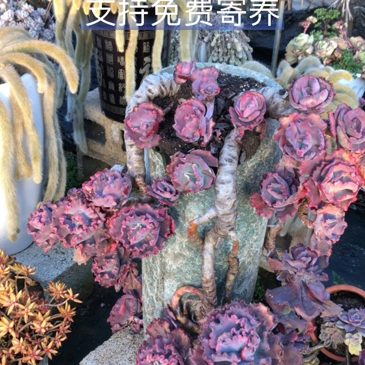 整桩无砍粗腿悬崖老桩精控红珊瑚带盆包物流,鲜花速递/花卉仿真/绿植园艺,多肉植物,淘宝优惠券,粉丝福利购,淘宝优惠卷