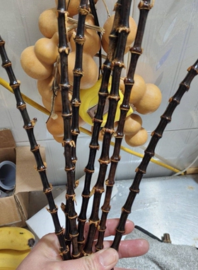 紫竹根(阴干老料)手镯料葫芦镶口鼓鞭料 直径范围只能标准大概