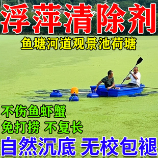 浮萍清除剂鱼池鱼塘除藻去苔杀青苔一扫光烂水葫芦花生根神器KG