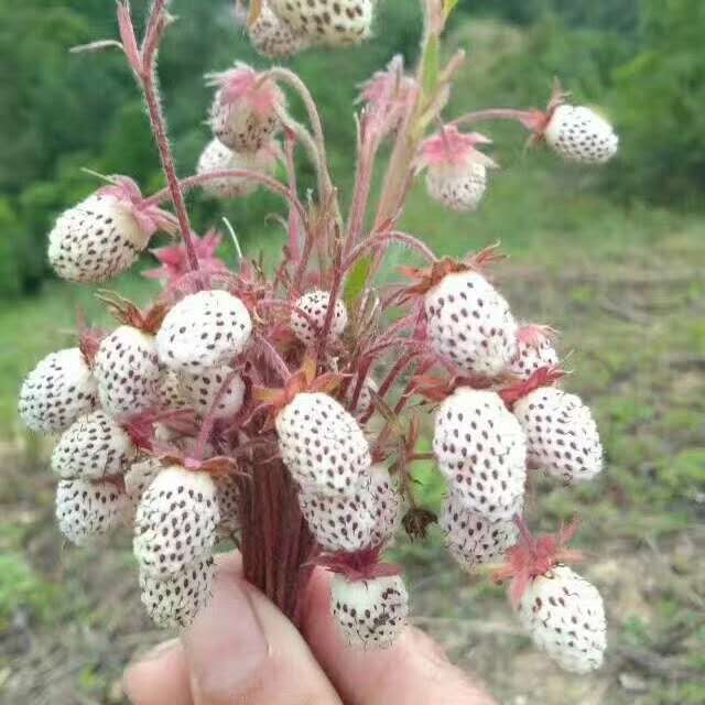 康县草莓苗白草莓苗野生草莓苗