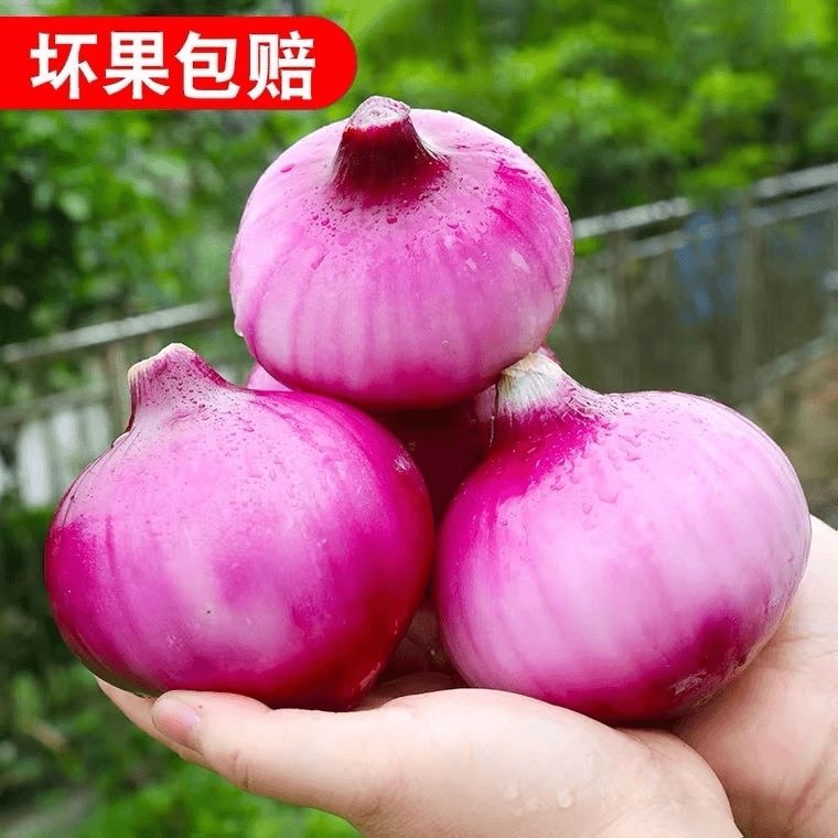 紫皮洋葱新鲜洋葱甜味生吃蔬菜红皮大圆葱头批发5斤包邮