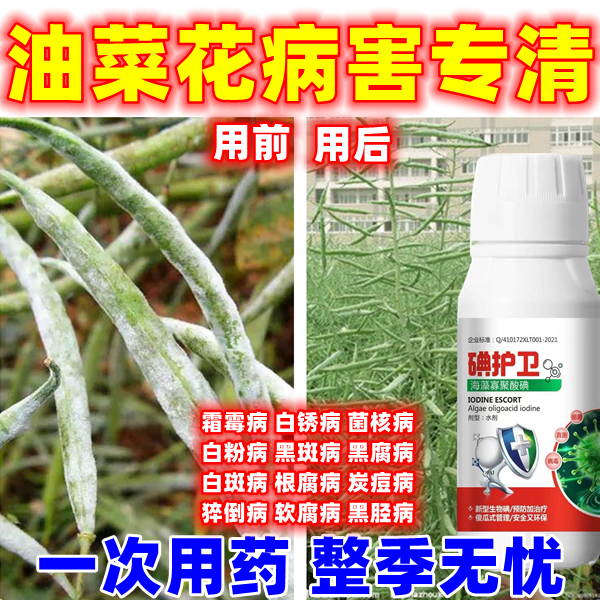 油菜病全治霜霉病油菜专