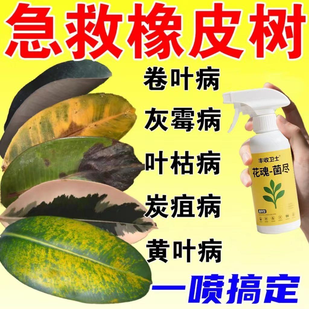 橡皮树专用肥料黑金刚营图片